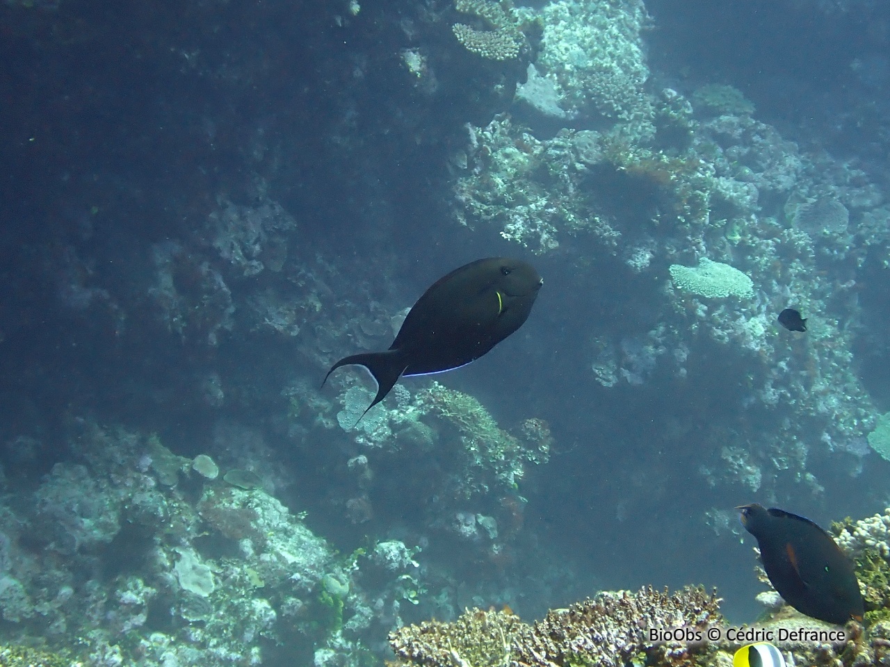 Chirurgien à virgule noire - Acanthurus nigricauda - Cédric Defrance - BioObs