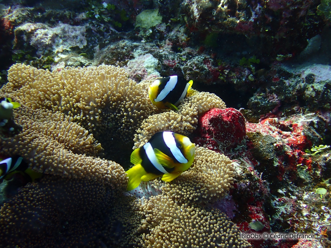 Poisson-clown de Clark - Amphiprion clarkii - Cédric Defrance - BioObs