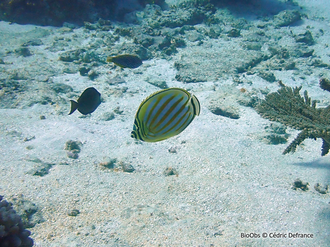 Poisson-papillon orné - Chaetodon ornatissimus - Cédric Defrance - BioObs