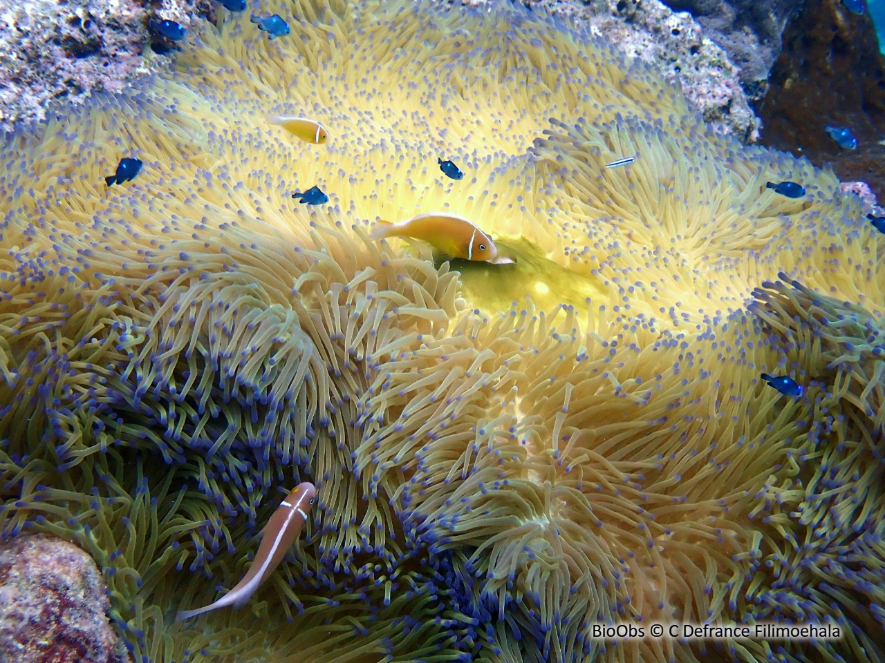 Poisson-clown rose - Amphiprion perideraion - C Defrance Filimoehala - BioObs