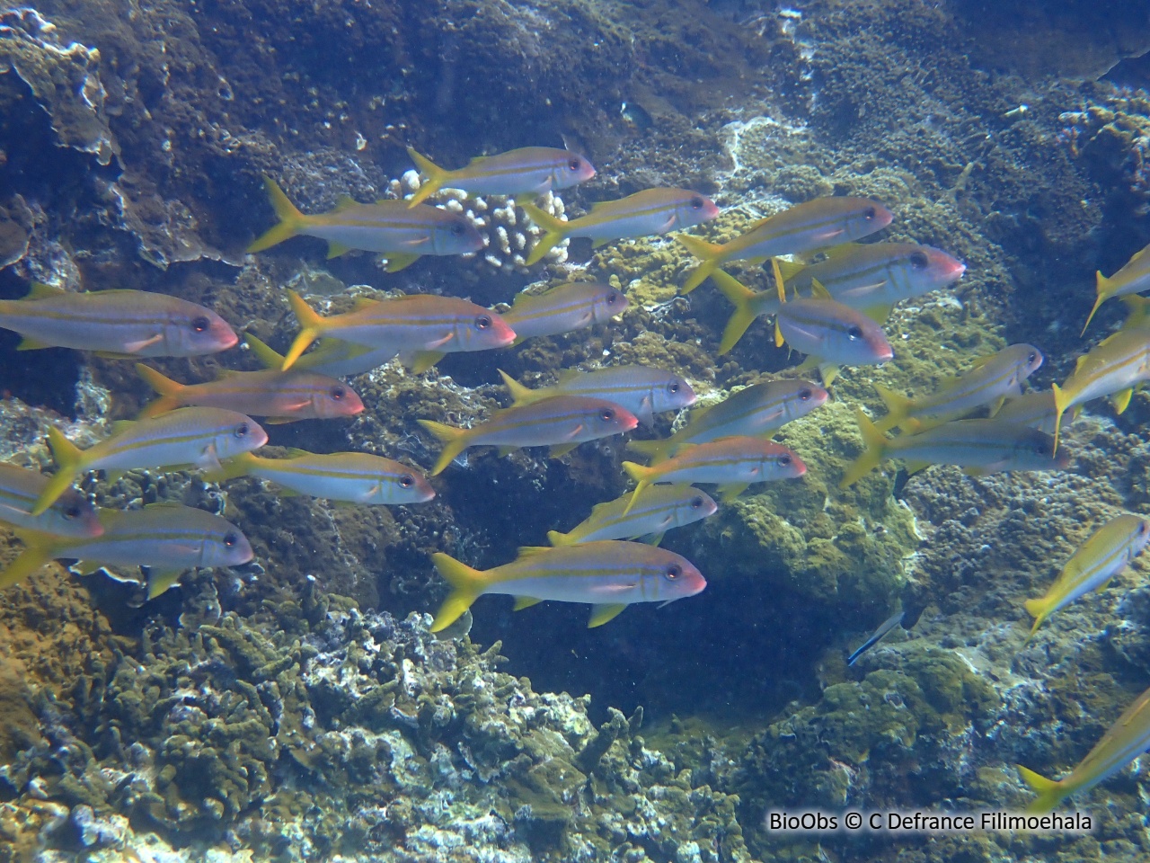 Rouget à nageoires jaunes - Mulloidichthys vanicolensis - C Defrance Filimoehala - BioObs