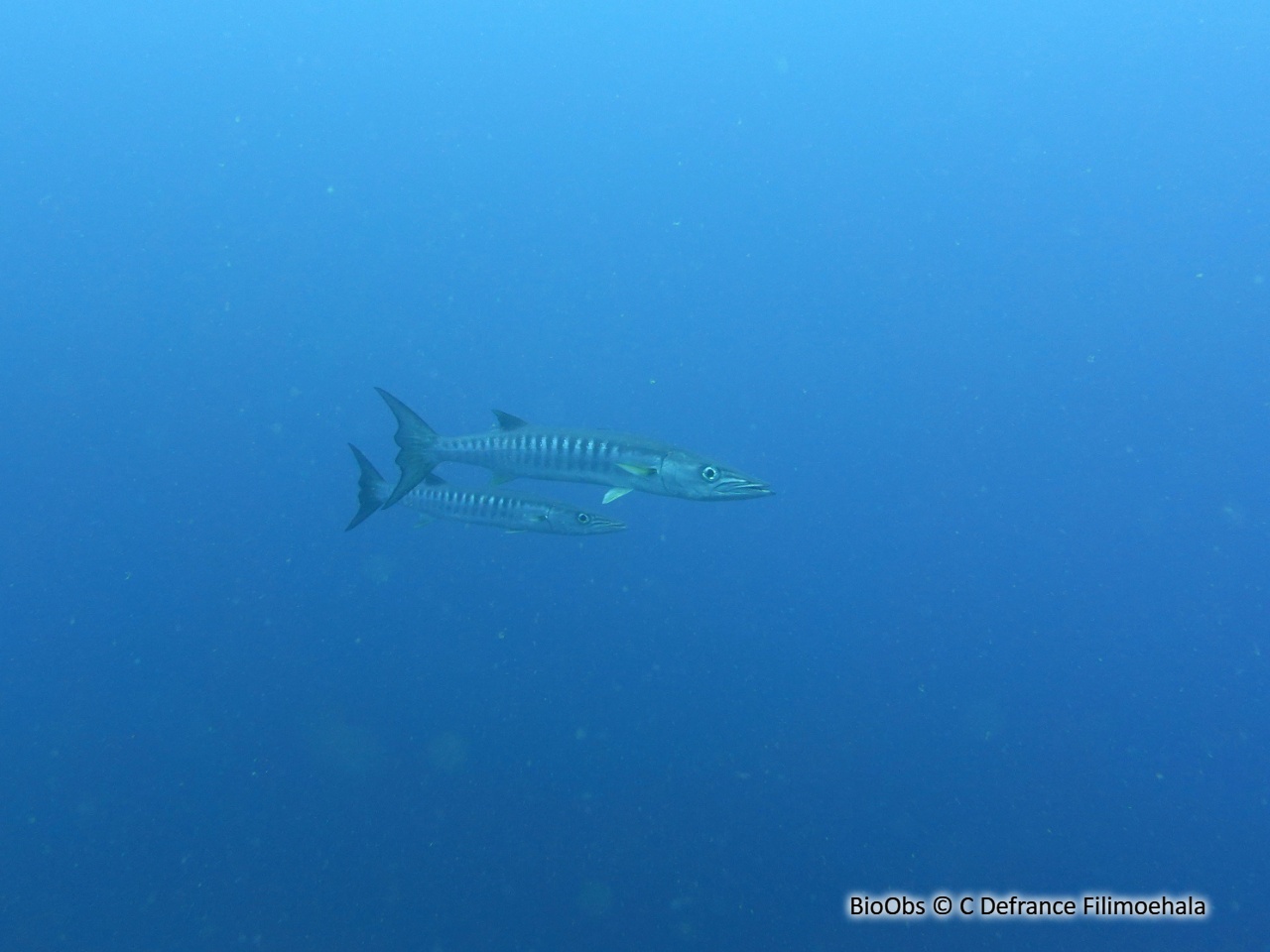 Barracuda à nageoire noire - Sphyraena qenie - C Defrance Filimoehala - BioObs