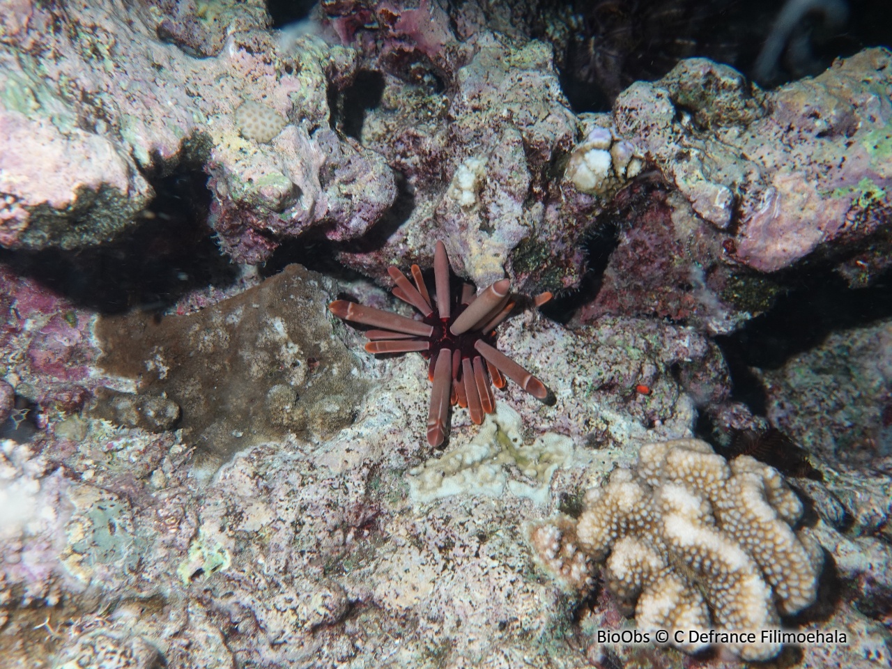 Oursin-crayon - Heterocentrotus mamillatus - C Defrance Filimoehala - BioObs