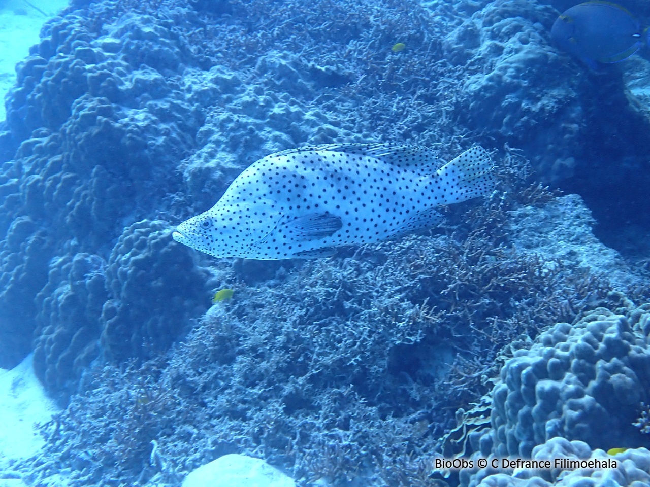 Mérou de Grace Kelly - Cromileptes altivelis - C Defrance Filimoehala - BioObs