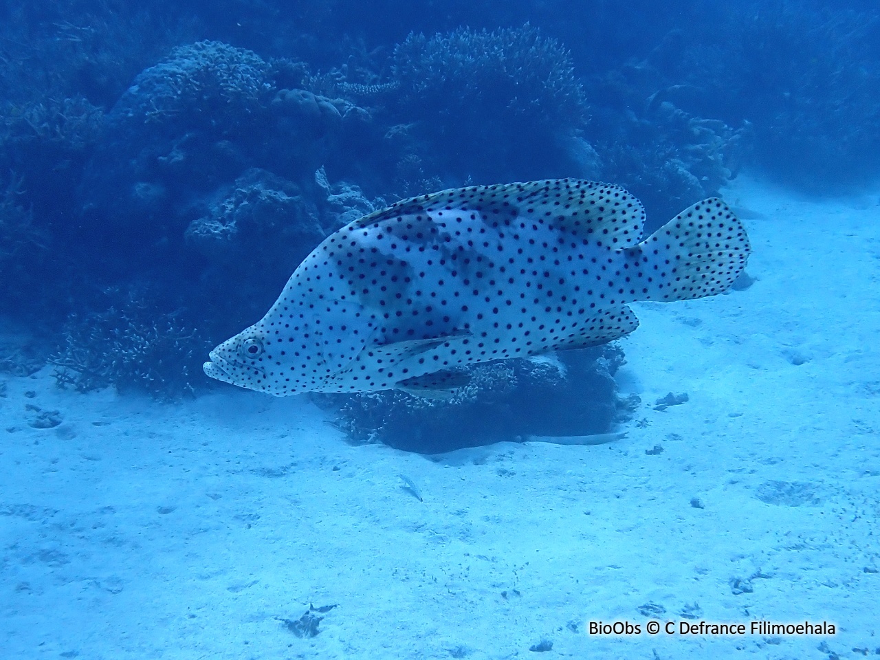 Mérou de Grace Kelly - Cromileptes altivelis - C Defrance Filimoehala - BioObs