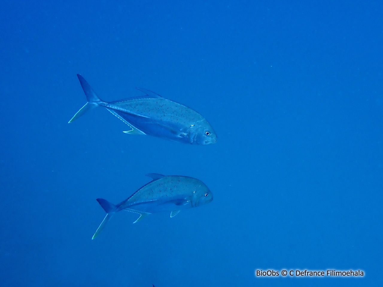 Carangue cuivrée - Caranx papuensis - C Defrance Filimoehala - BioObs