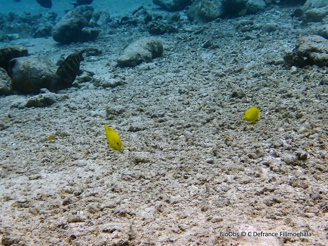 Chirurgien à épaulettes - Acanthurus olivaceus - C Defrance Filimoehala - BioObs