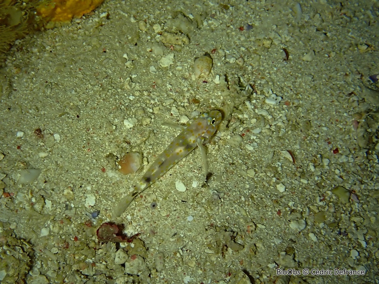 Gobie de sable tacheté - Fusigobius inframaculatus - Cédric Defrance - BioObs