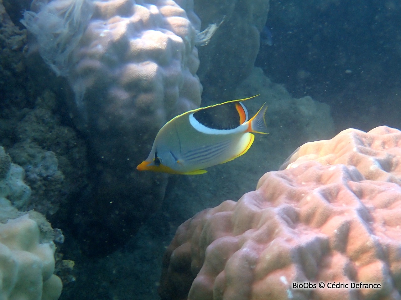 Poisson-papillon à selle noire - Chaetodon ephippium - Cédric Defrance - BioObs