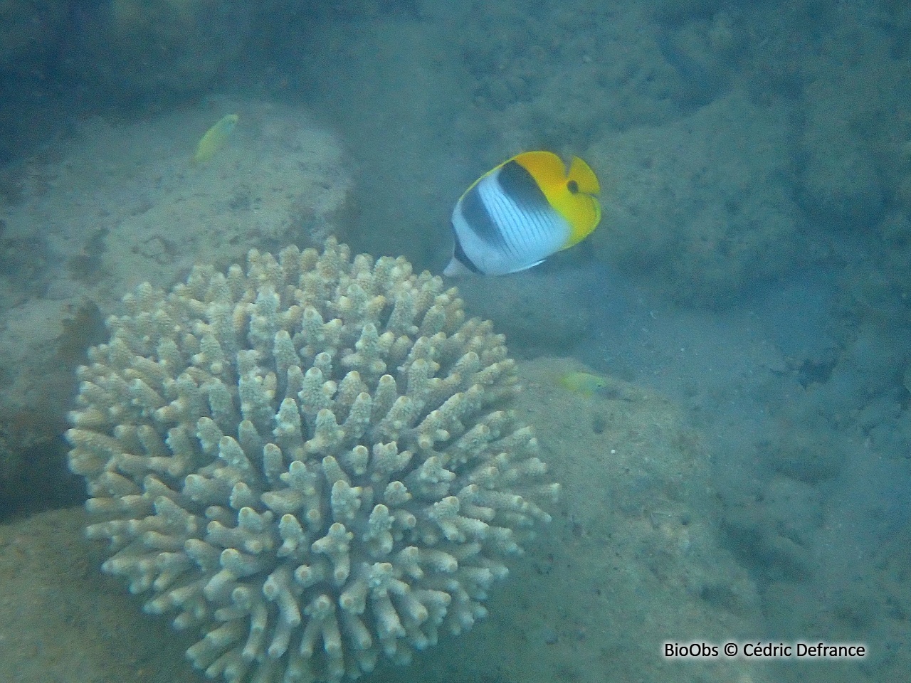 Poisson-papillon à 2 selles du pacifique - Chaetodon ulietensis - Cédric Defrance - BioObs