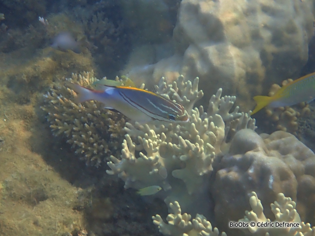 Happeur à deux lignes - Scolopsis bilineata - Cédric Defrance - BioObs