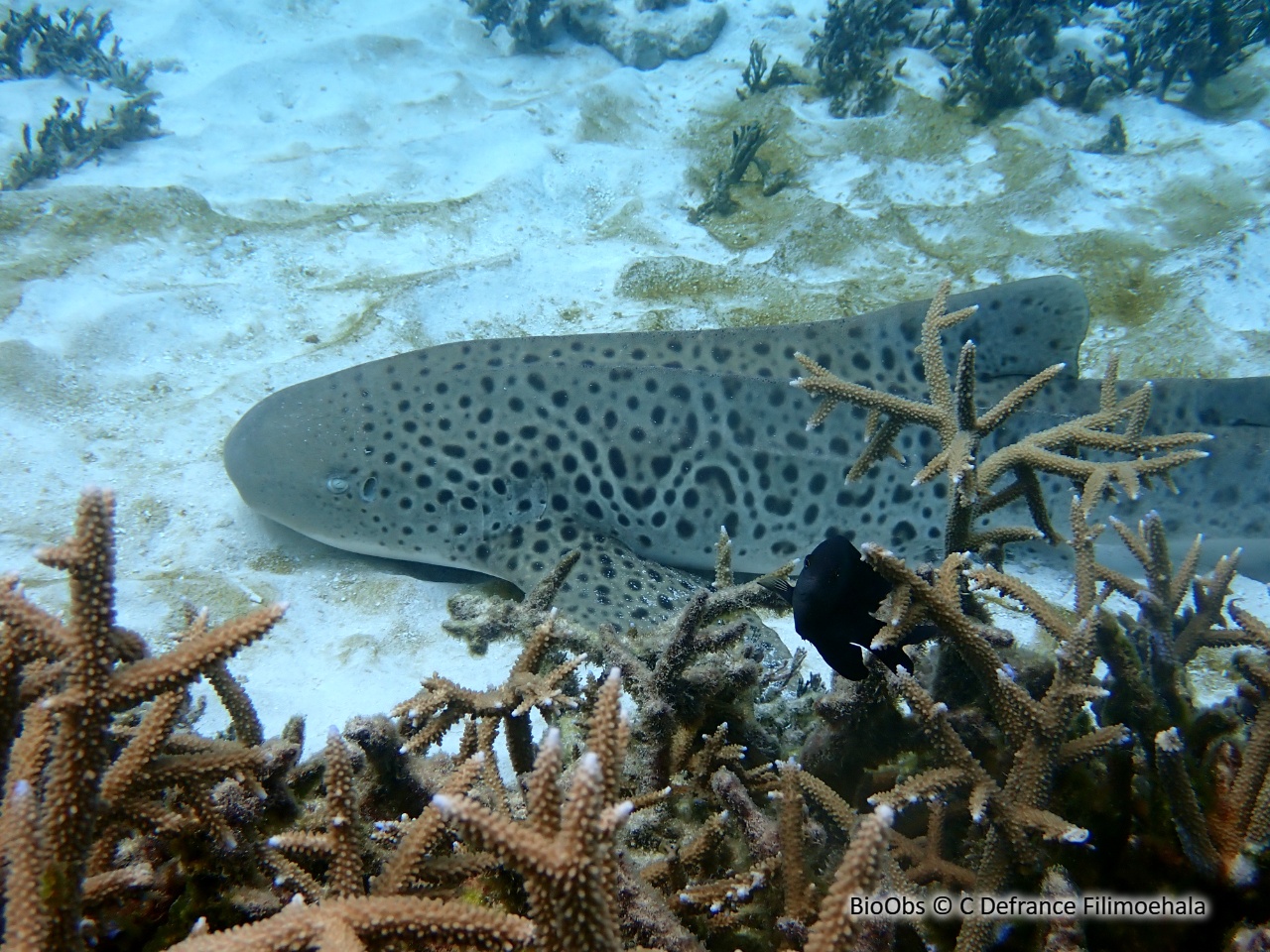 Requin zèbre - Stegostoma fasciatum - C Defrance Filimoehala - BioObs