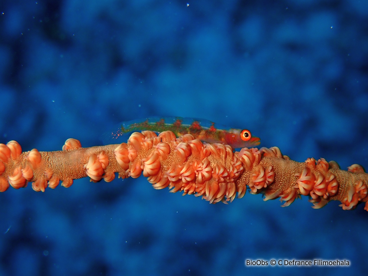 Gobie des coraux fil-de-fer - Bryaninops yongei - C Defrance Filimoehala - BioObs