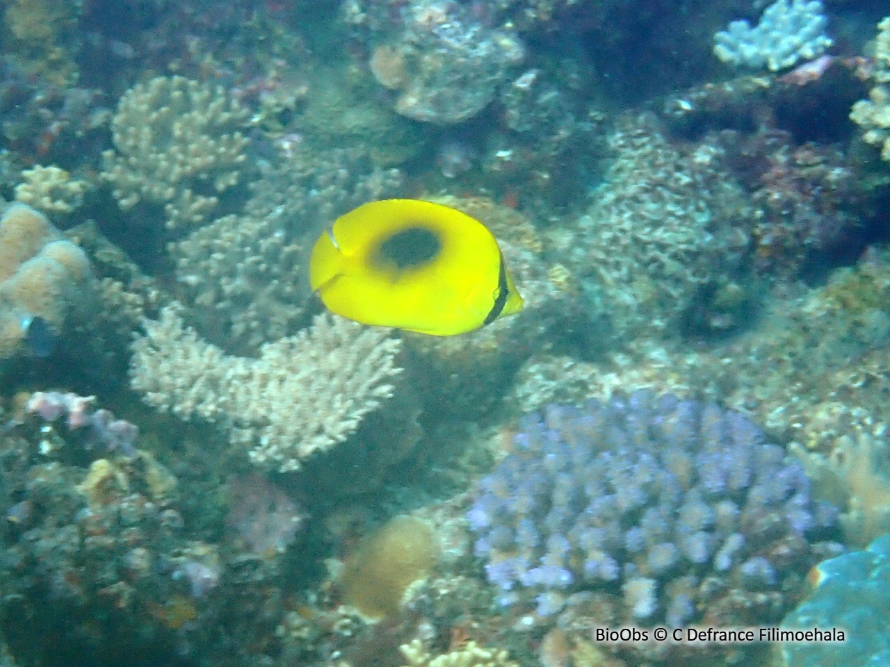 Papillon à miroir - Chaetodon speculum - C Defrance Filimoehala - BioObs