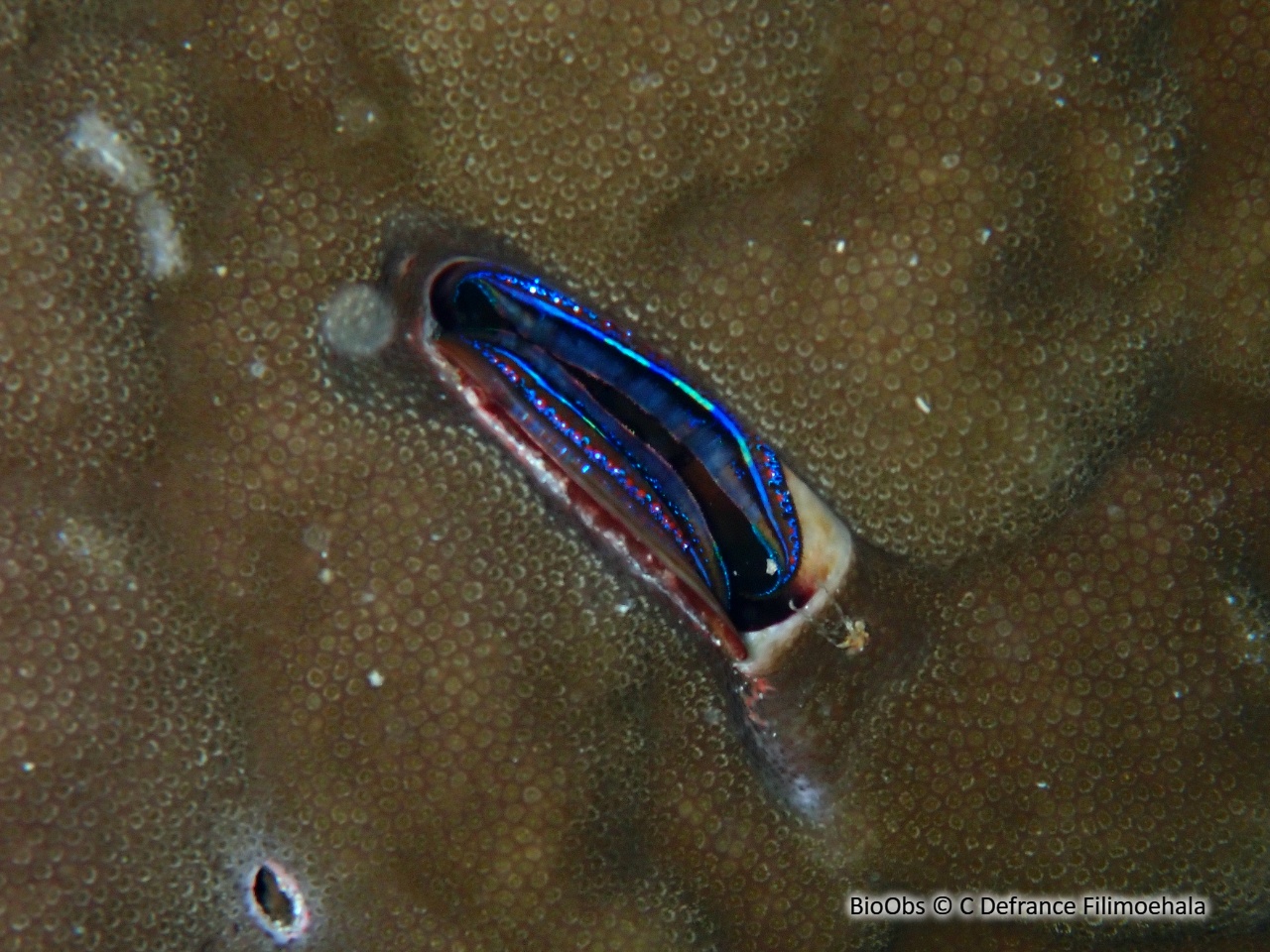 Huître corallicole - Pedum spondyloideum - C Defrance Filimoehala - BioObs