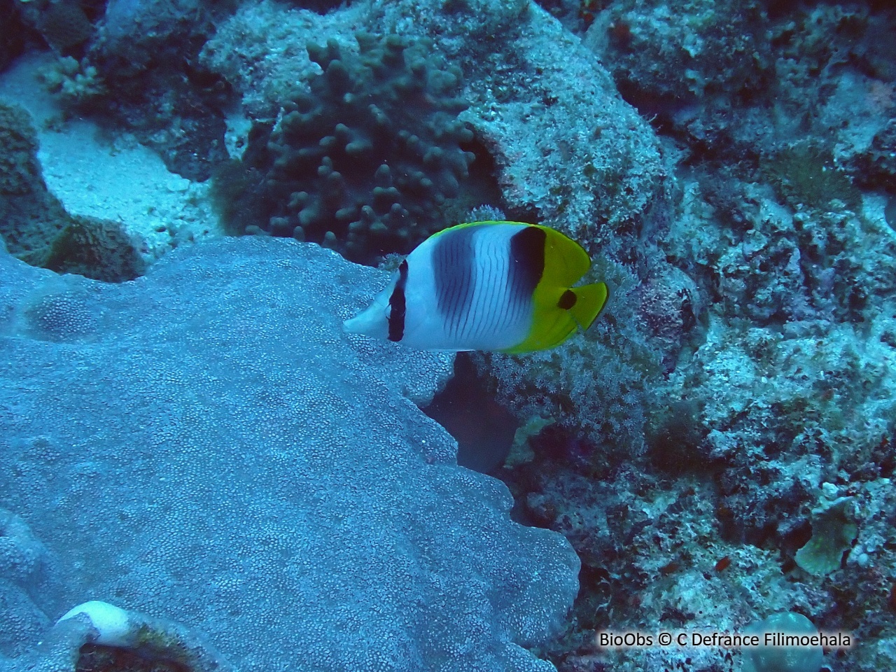 Poisson-papillon à 2 selles du pacifique - Chaetodon ulietensis - C Defrance Filimoehala - BioObs