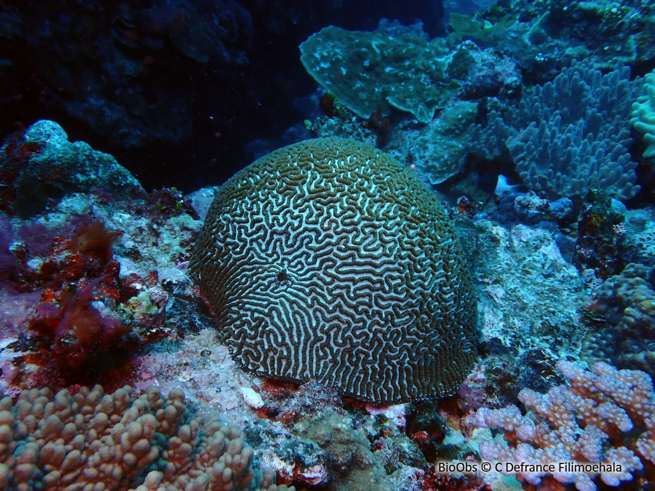Corail-cerveau chinois - Platygyra sinensis - C Defrance Filimoehala - BioObs