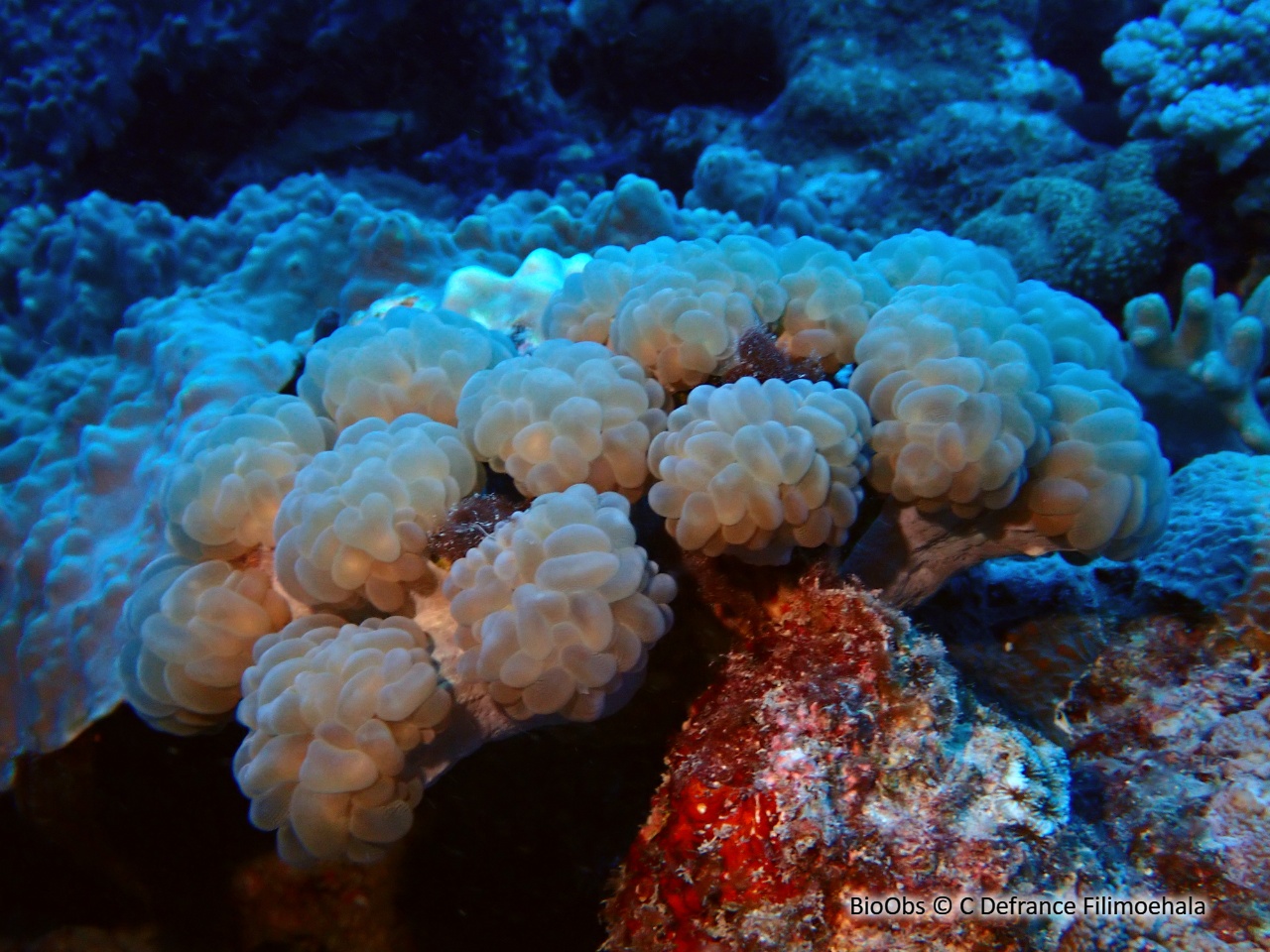 Corail à bulles branchu - Plerogyra simplex - C Defrance Filimoehala - BioObs