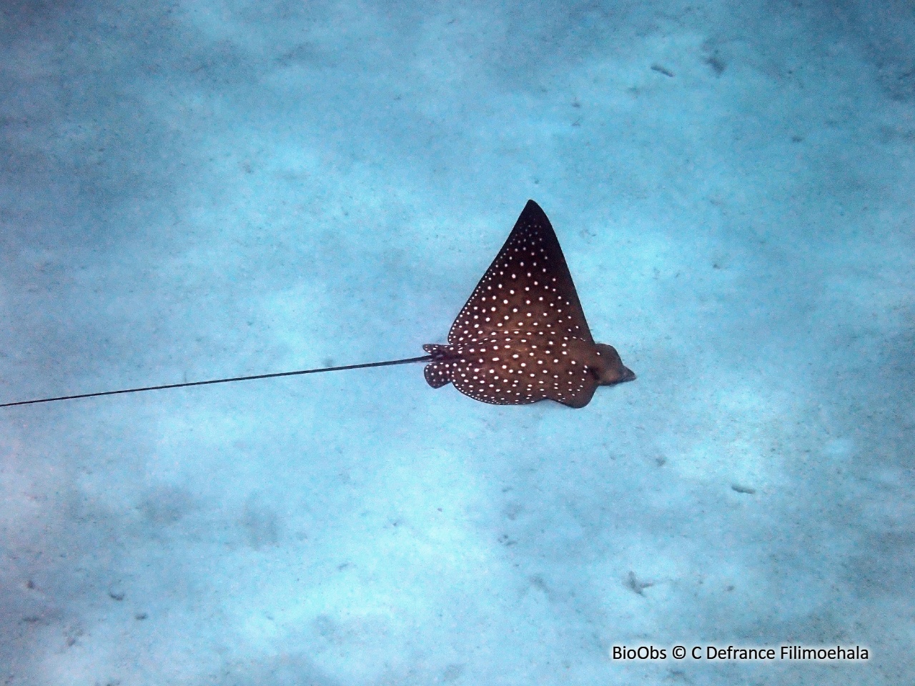 Raie léopard - Aetobatus ocellatus - C Defrance Filimoehala - BioObs