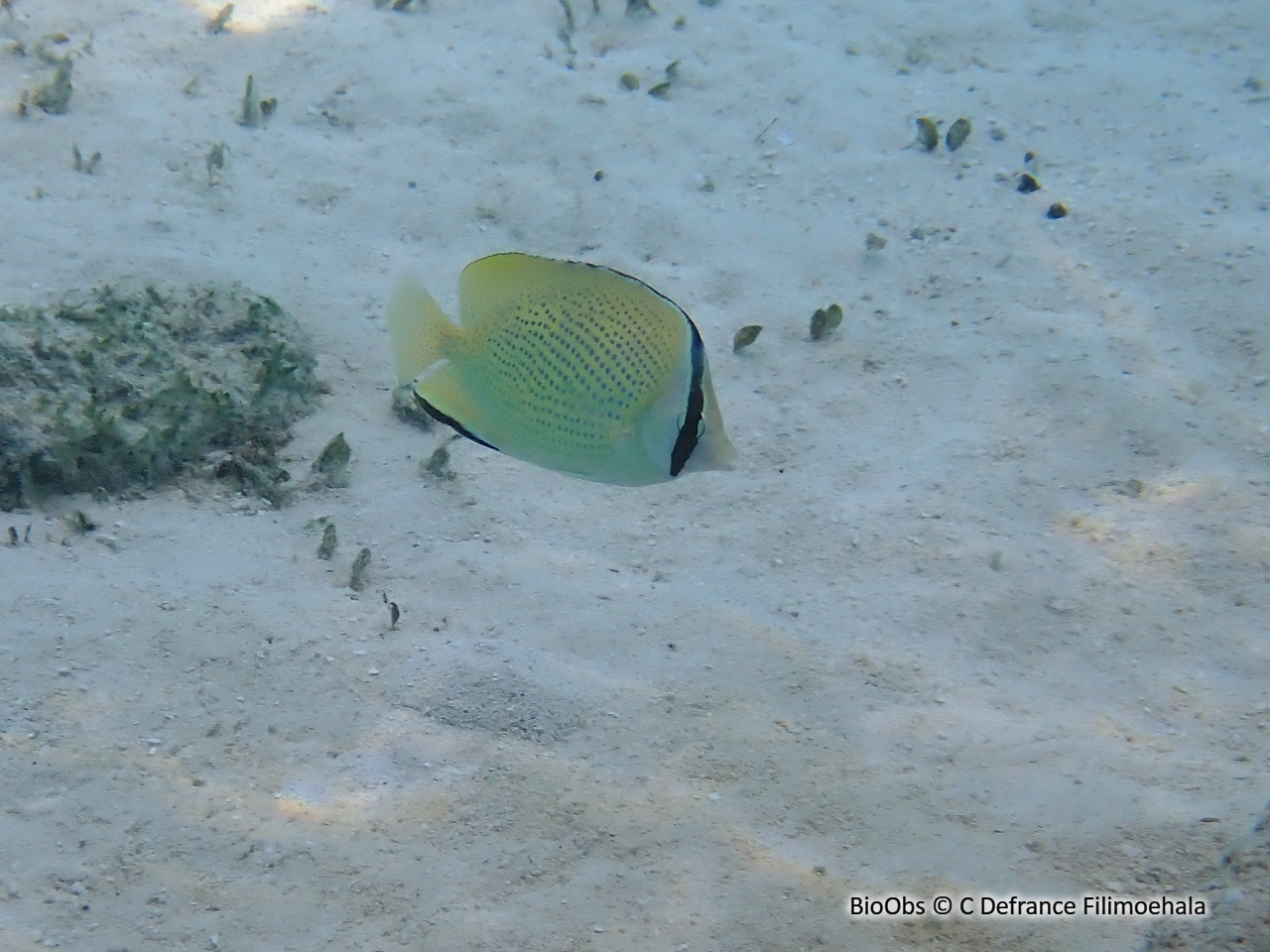 Poisson-papillon citron - Chaetodon citrinellus - C Defrance Filimoehala - BioObs