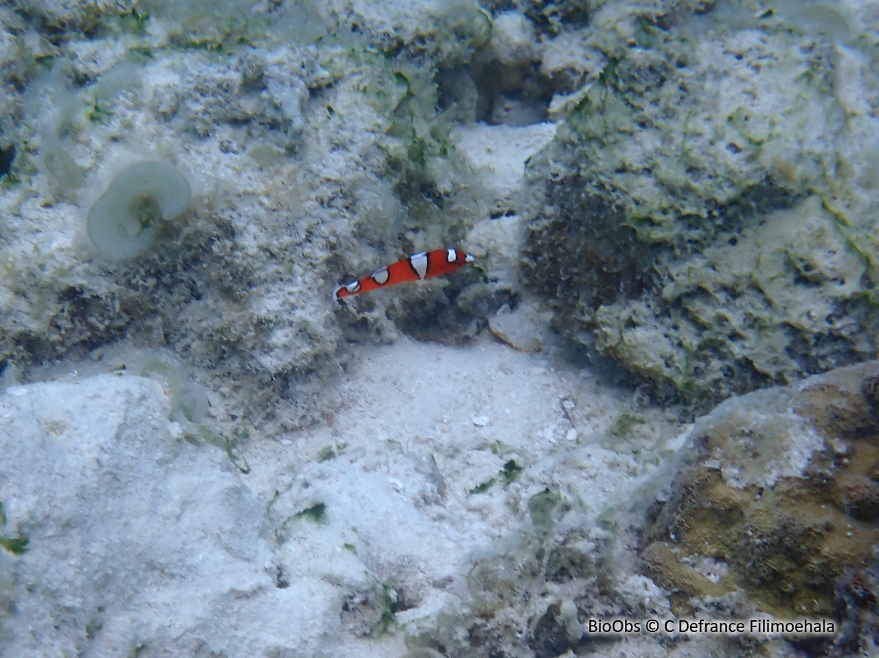 Girelle de Gaimard - Coris gaimard - C Defrance Filimoehala - BioObs