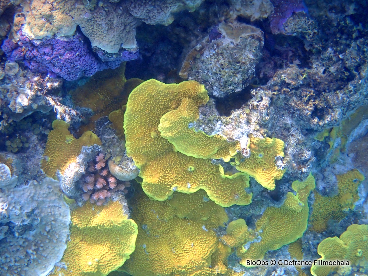 Turbinaire jaune - Turbinaria reniformis - C Defrance Filimoehala - BioObs