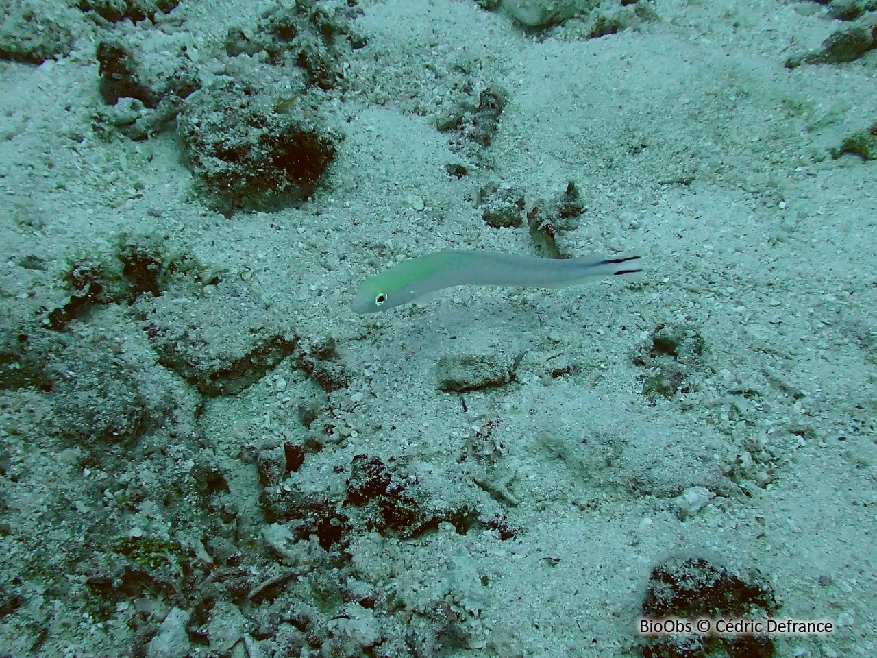 Poisson couvreur à rostre court - Malacanthus brevirostris - Cédric Defrance - BioObs