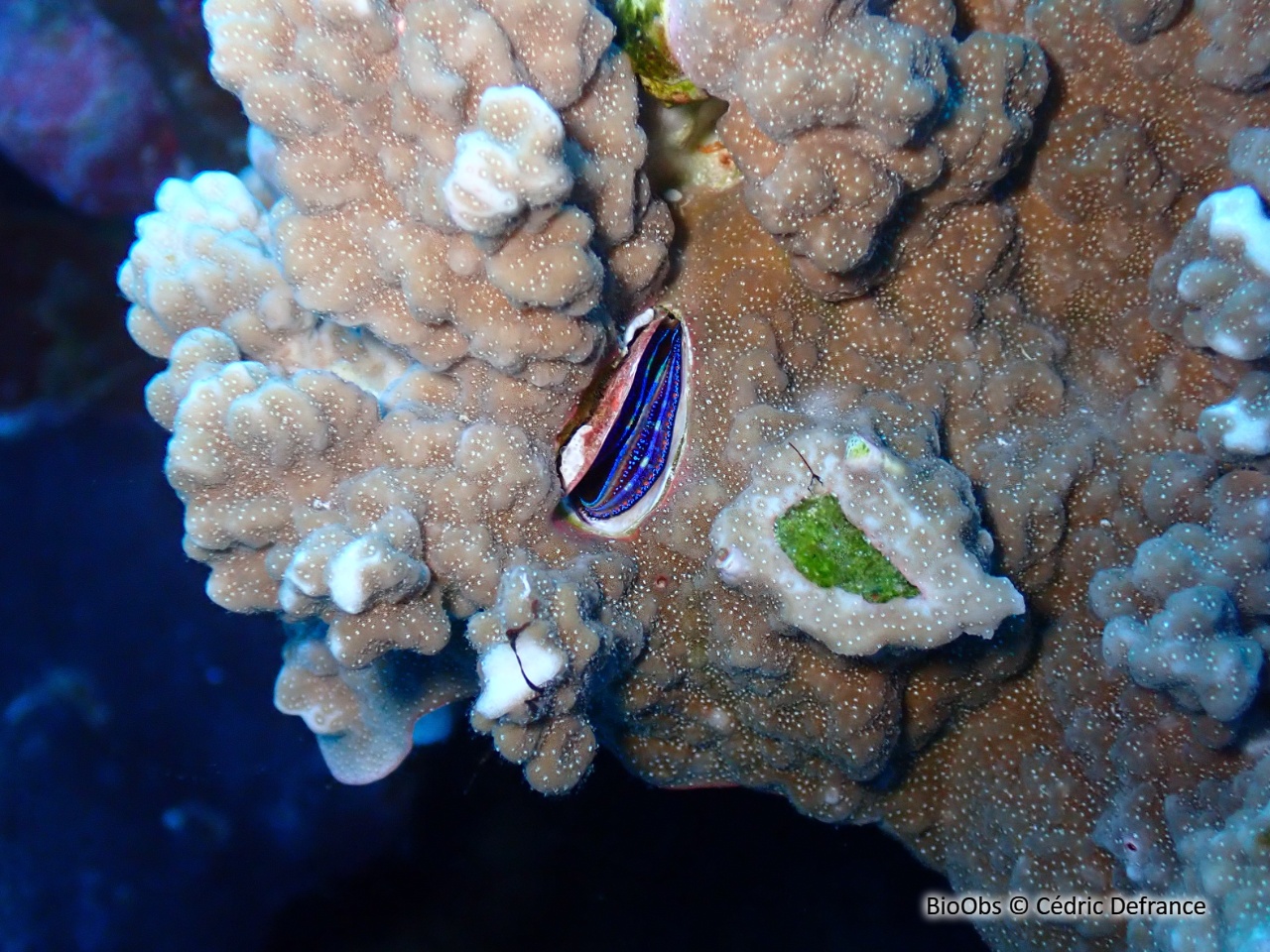 Huître corallicole - Pedum spondyloideum - Cédric Defrance - BioObs