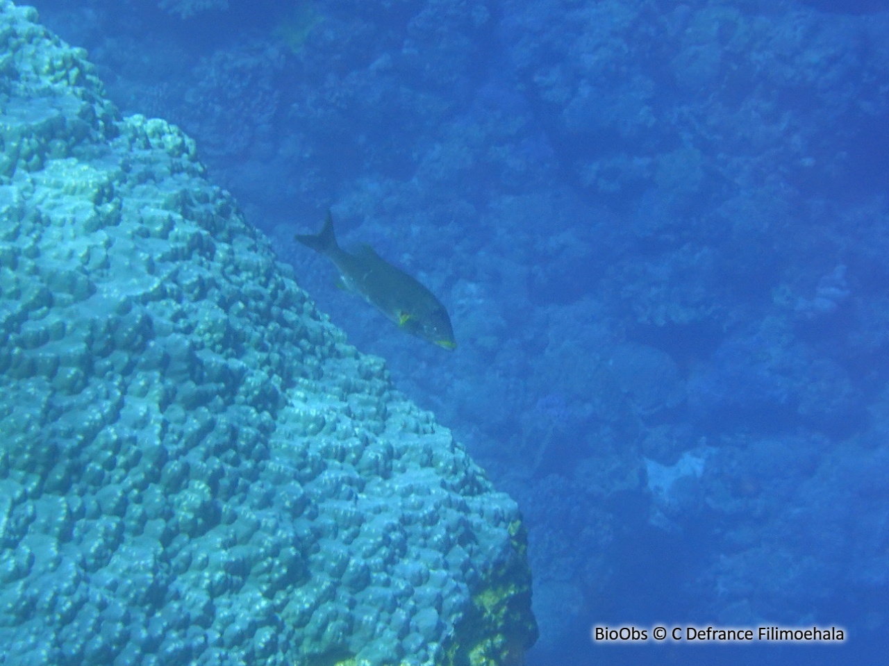 Bec de cane à lèvres jaunes - Lethrinus xanthochilus - C Defrance Filimoehala - BioObs