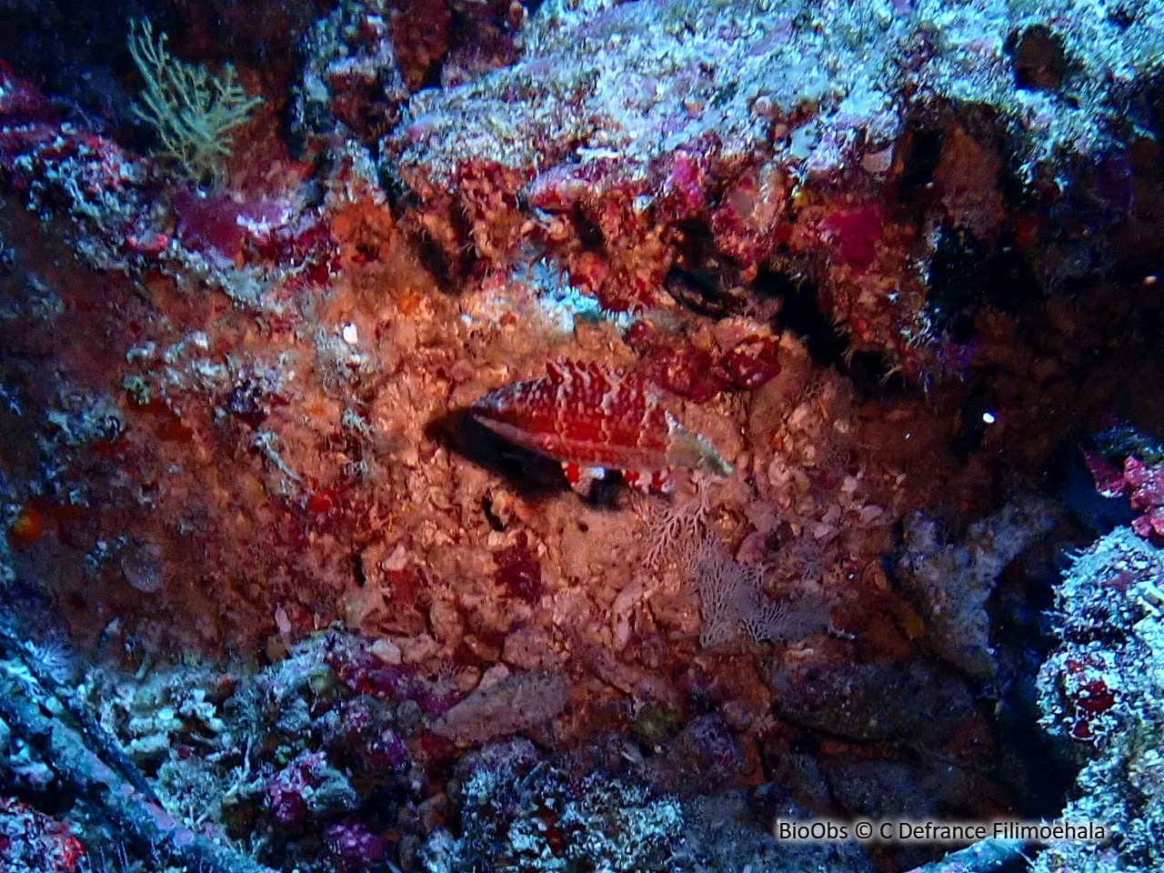 Labre prétentieux - Cheilinus oxycephalus - C Defrance Filimoehala - BioObs