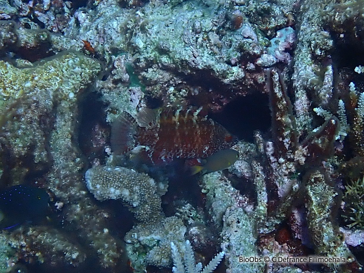 Labre prétentieux - Cheilinus oxycephalus - C Defrance Filimoehala - BioObs