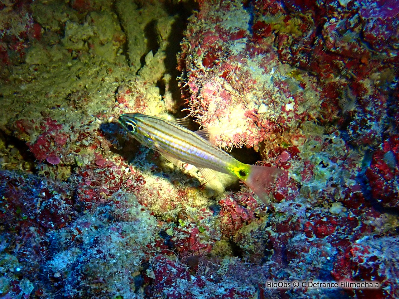 Apogon à cinq lignes - Cheilodipterus quinquelineatus - C Defrance Filimoehala - BioObs