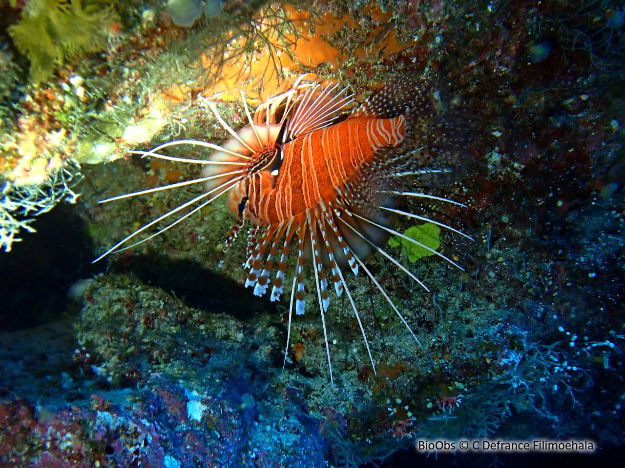 Poisson-scorpion à antennes - Pterois antennata - C Defrance Filimoehala - BioObs