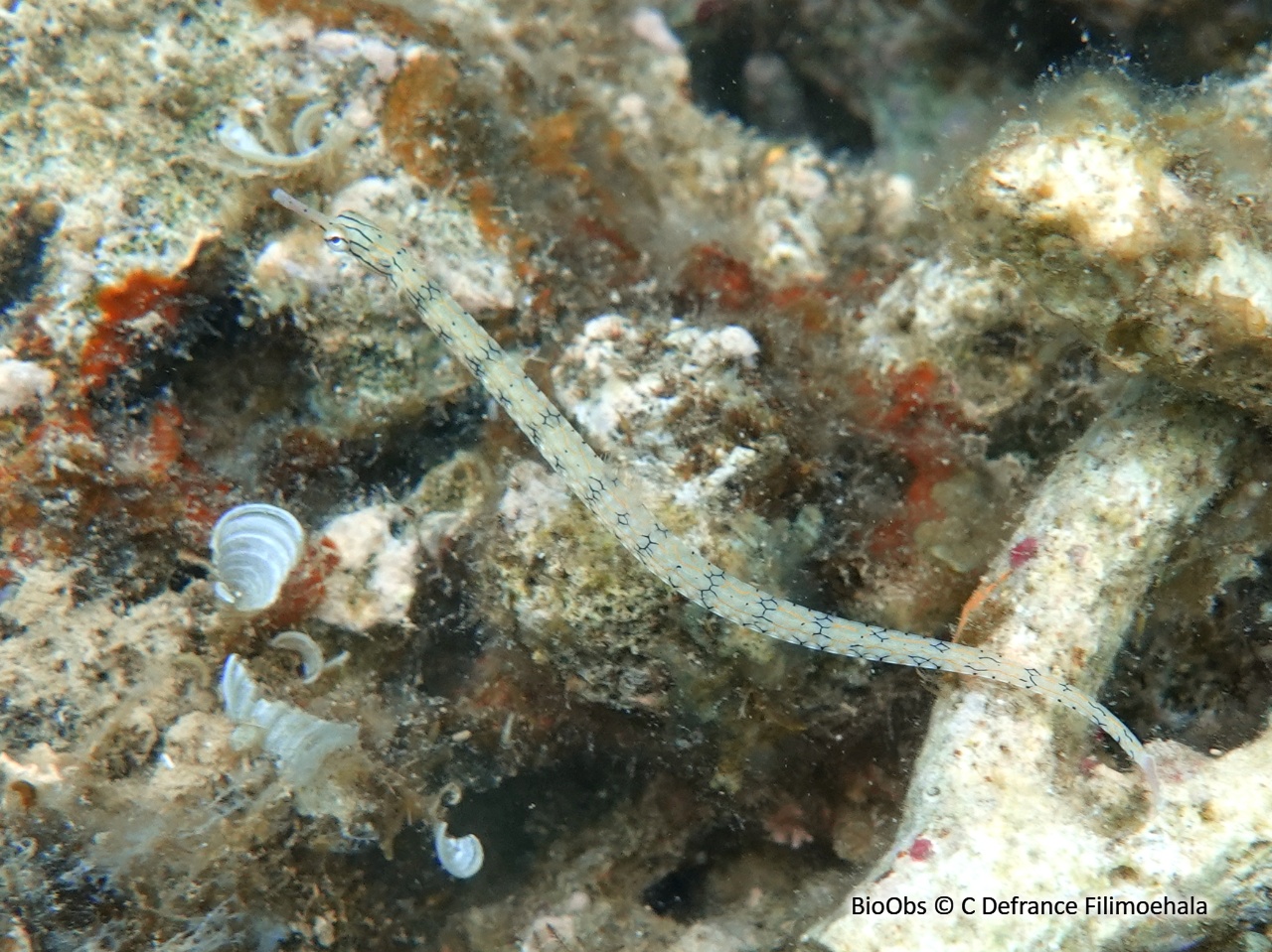 Syngnathe à réseaux - Corythoichthys flavofasciatus /conspicillatus - C Defrance Filimoehala - BioObs