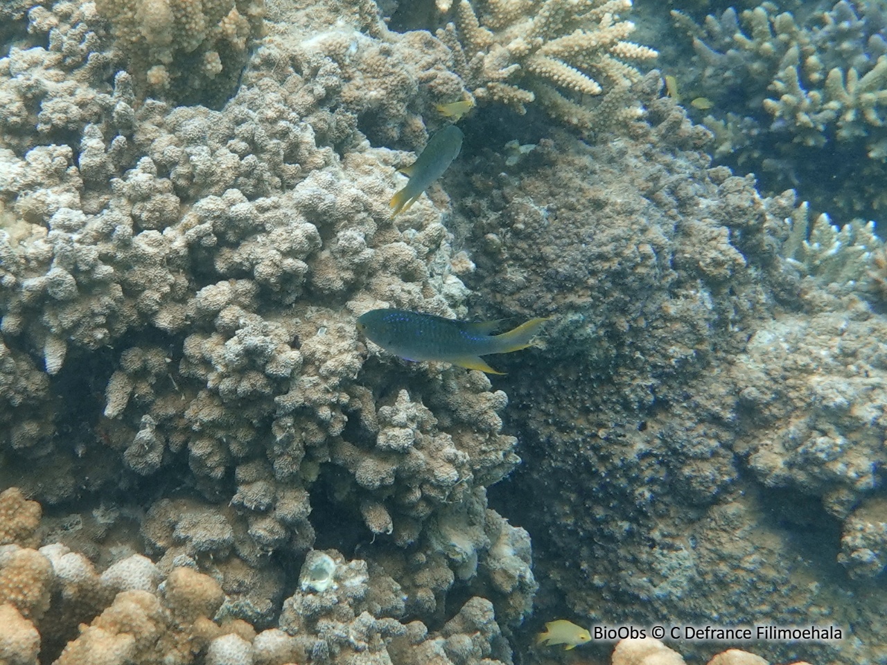 Demoiselle corail - Neopomacentrus nemurus - C Defrance Filimoehala - BioObs