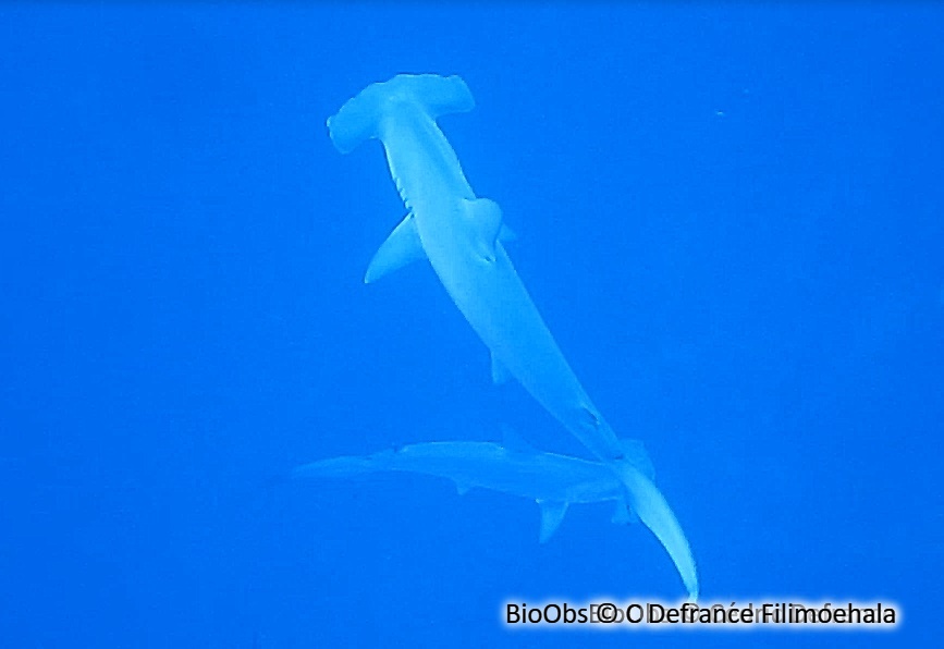 Requin-marteau halicorne - Sphyrna lewini - C Defrance Filimoehala - BioObs
