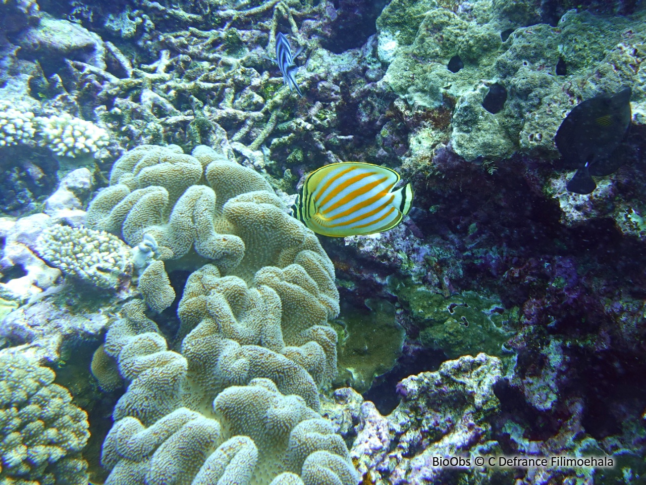Poisson-papillon orné - Chaetodon ornatissimus - C Defrance Filimoehala - BioObs