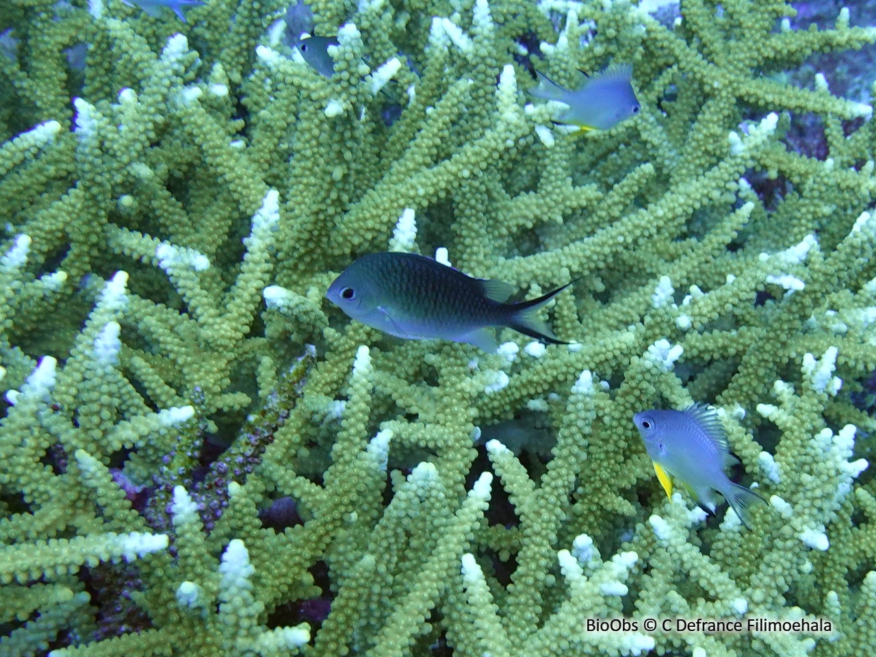 Hirondelle - Chromis ternatensis - C Defrance Filimoehala - BioObs