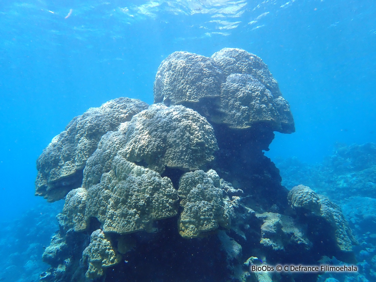 Porites (genre) - Porites sp - C Defrance Filimoehala - BioObs