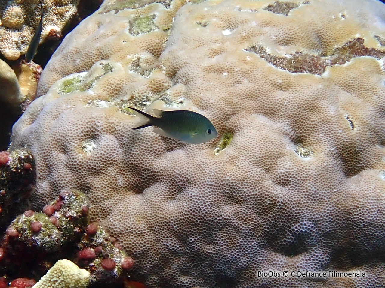 Hirondelle - Chromis ternatensis - C Defrance Filimoehala - BioObs