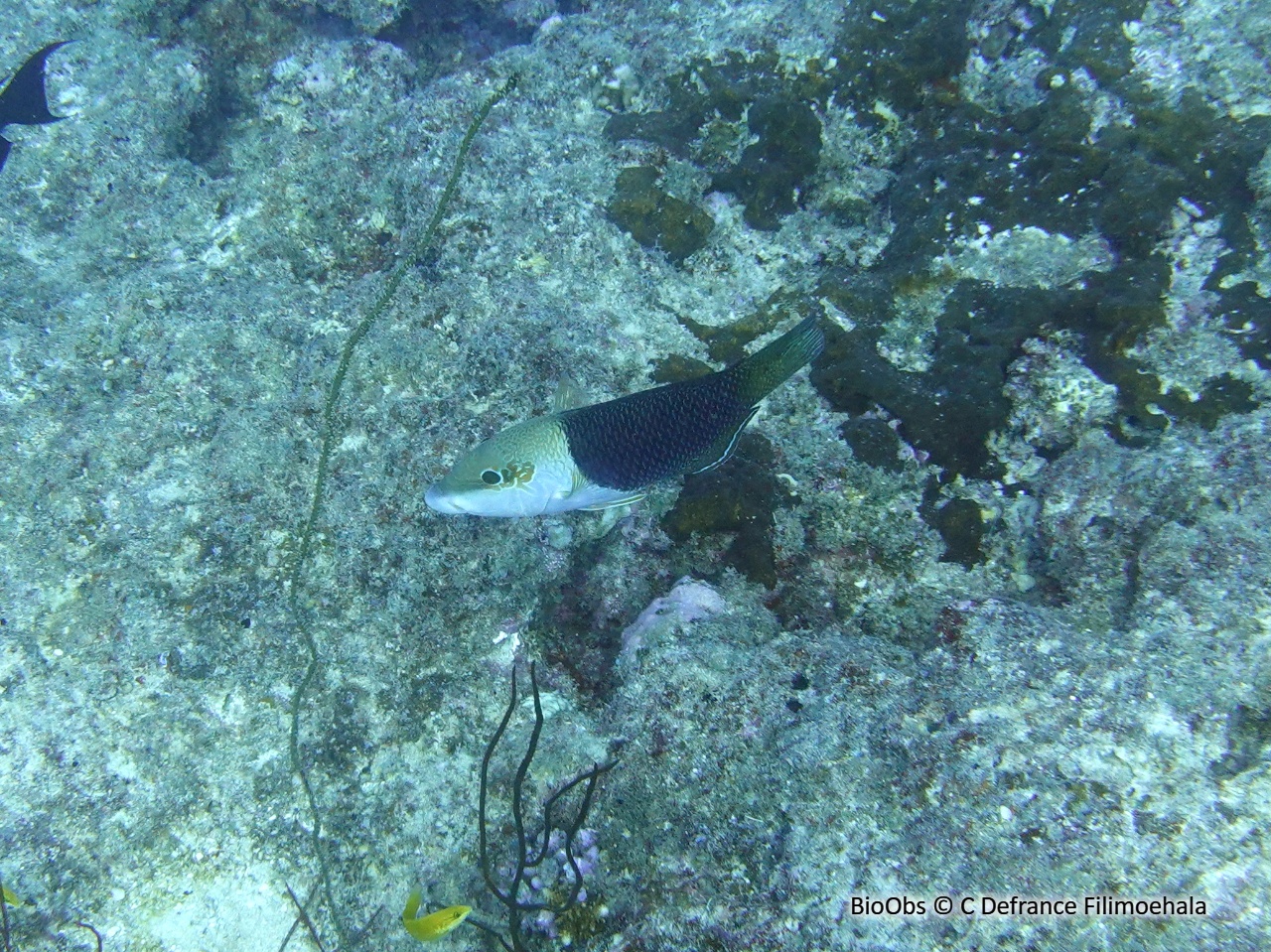 Tamarin bicolore - Hemigymnus melapterus - C Defrance Filimoehala - BioObs