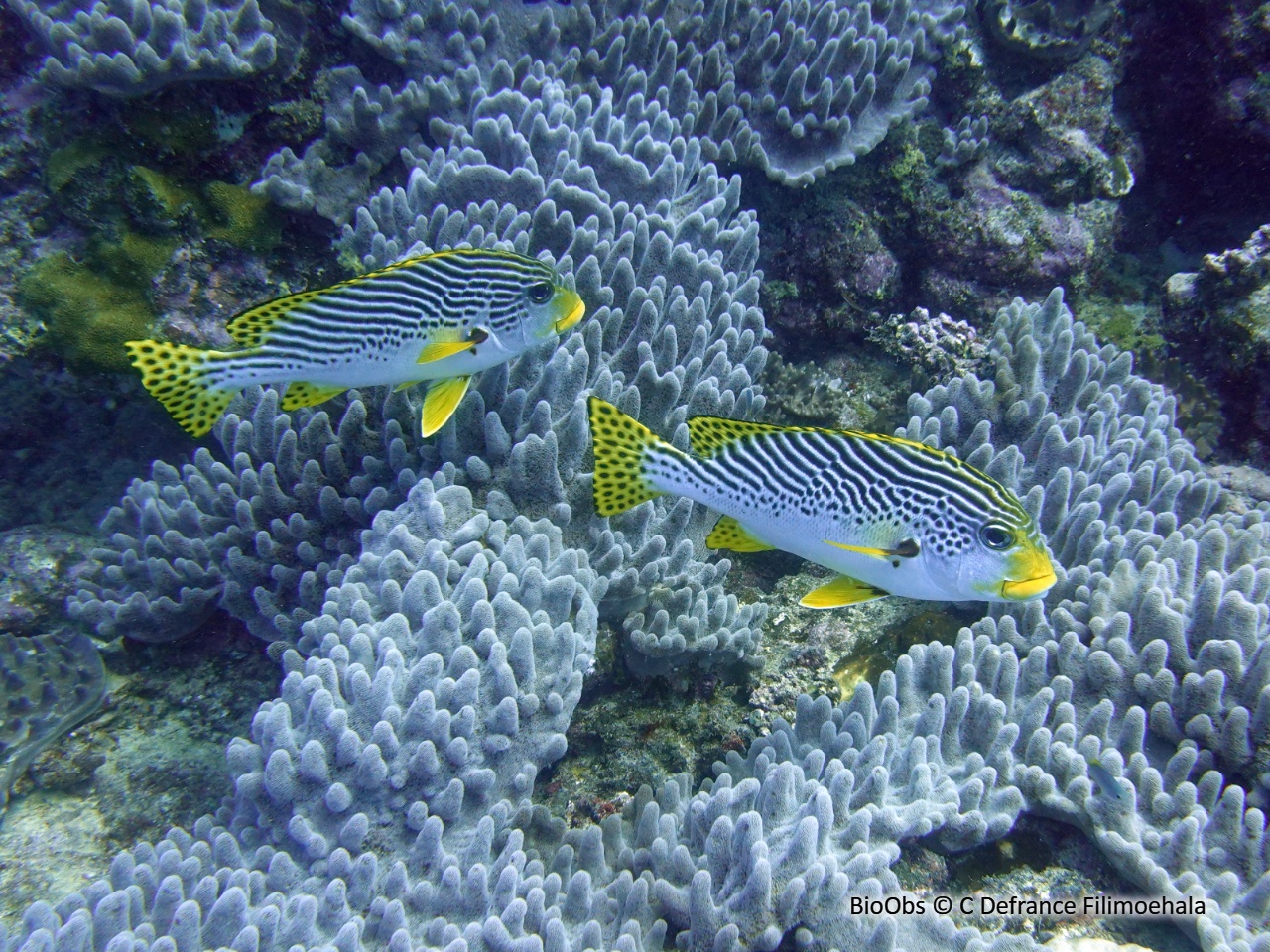 Gaterin à lignes - Plectorhinchus lineatus - C Defrance Filimoehala - BioObs