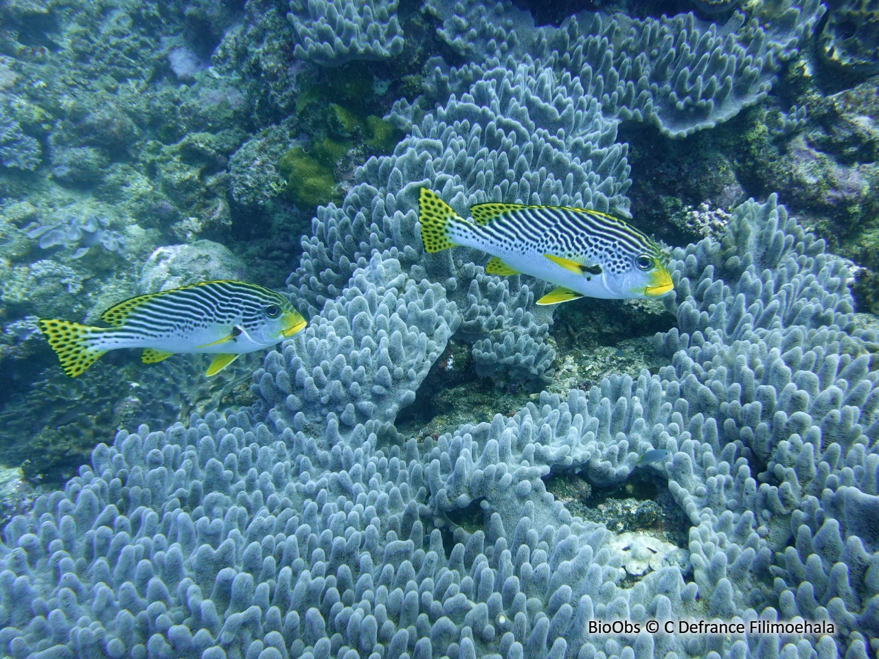 Gaterin à lignes - Plectorhinchus lineatus - C Defrance Filimoehala - BioObs