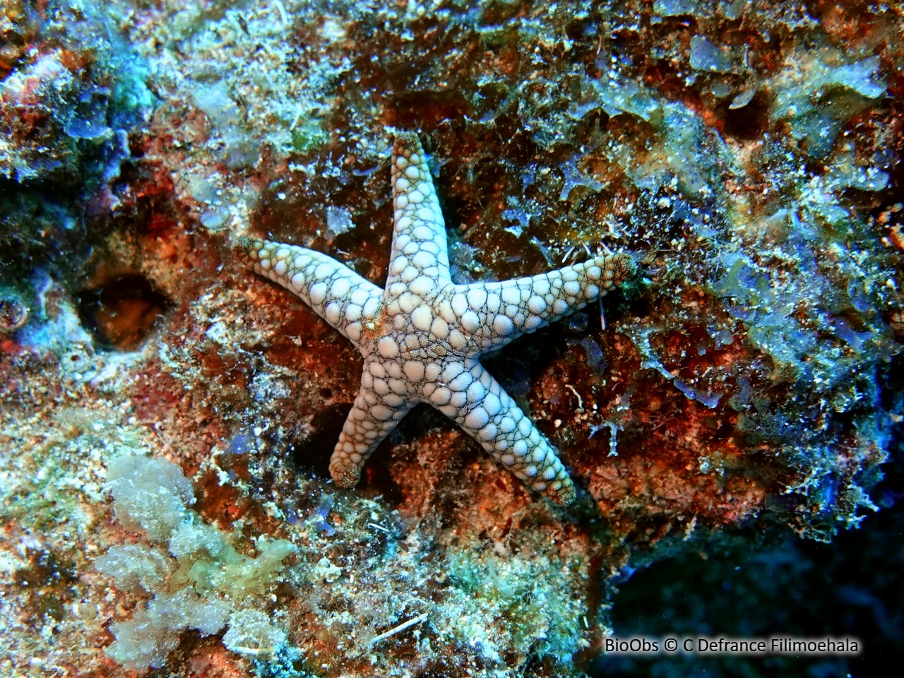 Etoile de mer indienne - Fromia indica - C Defrance Filimoehala - BioObs