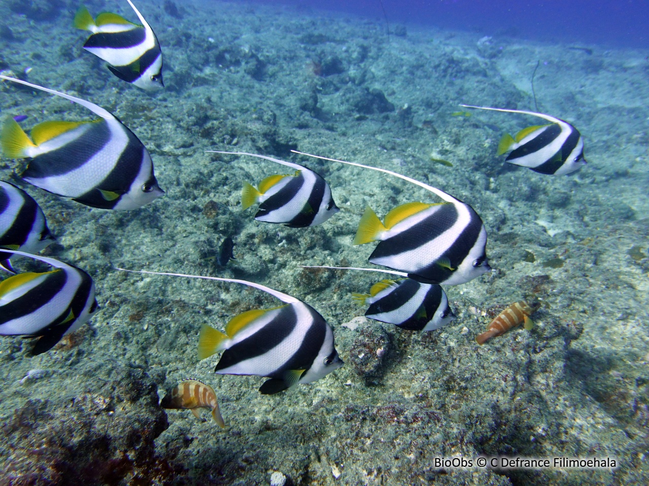 Poisson-cocher grégaire - Heniochus diphreutes - C Defrance Filimoehala - BioObs
