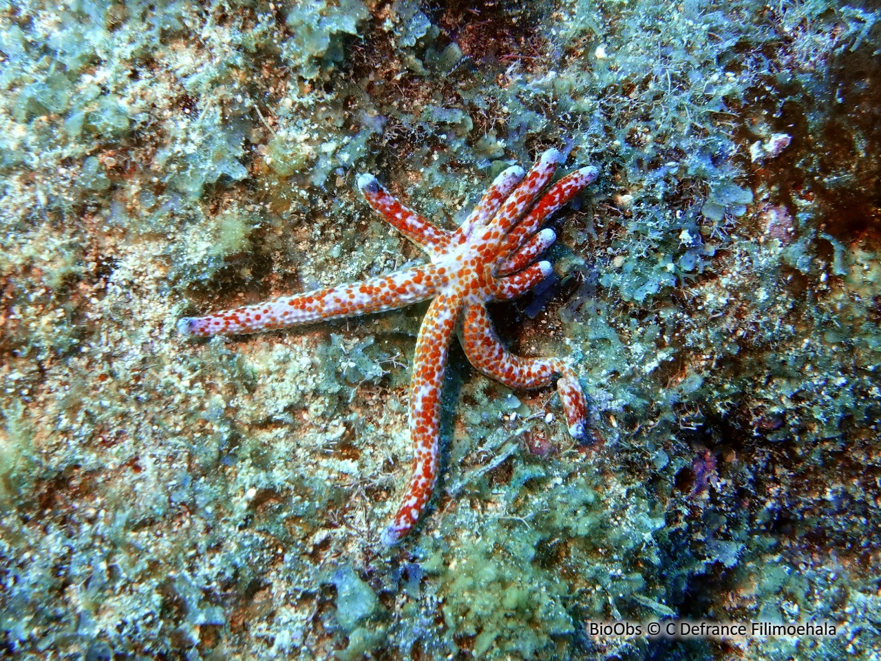 Cométe de mer - Linckia multifora - C Defrance Filimoehala - BioObs