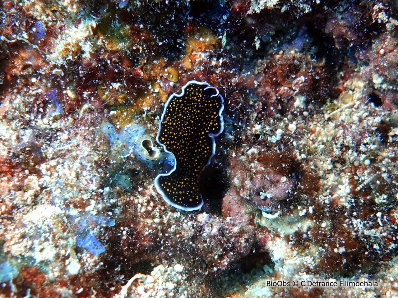Ver plat ciel étoilé - Thysanozoon nigropapillosum - C Defrance Filimoehala - BioObs
