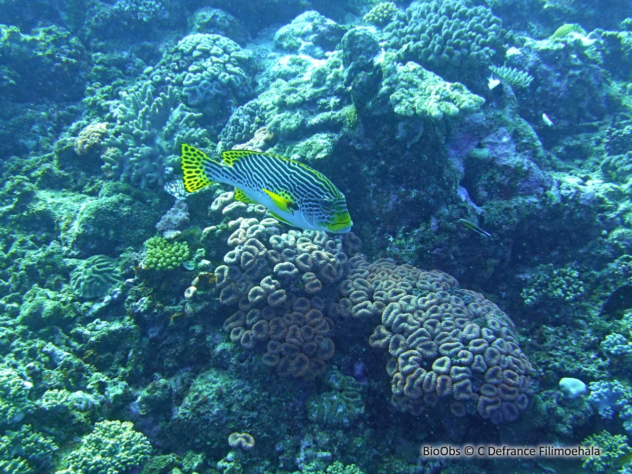 Gaterin à lignes - Plectorhinchus lineatus - C Defrance Filimoehala - BioObs