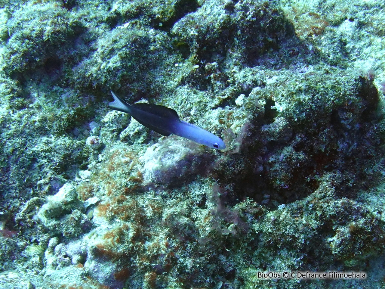 Poisson-fléchette à 3 couleurs - Ptereleotris evides - C Defrance Filimoehala - BioObs