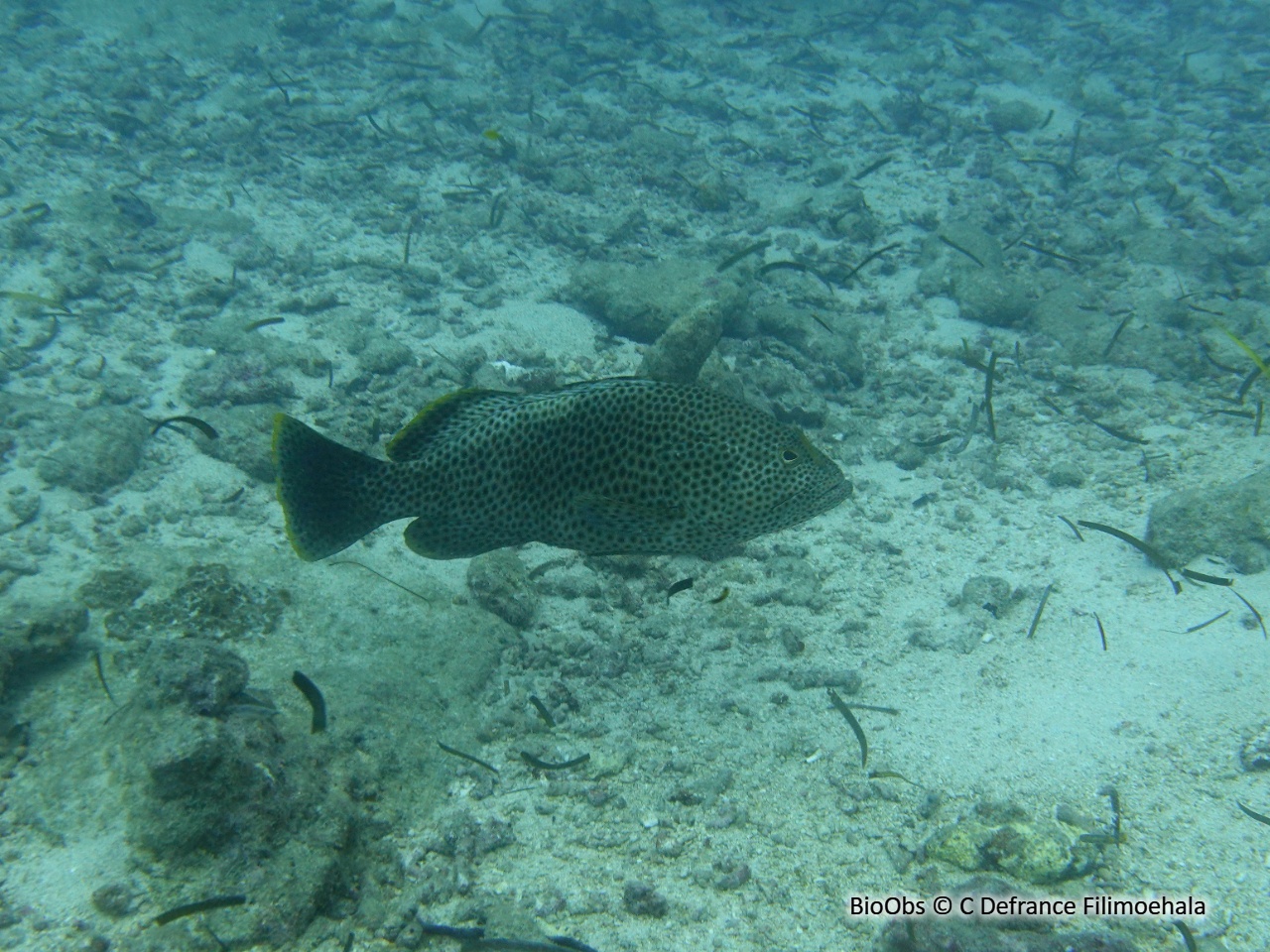 Mérou haute voile - Epinephelus maculatus - C Defrance Filimoehala - BioObs